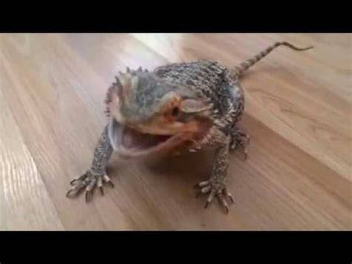 Bearded dragon dance YouTube