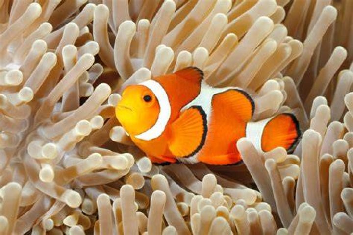 Can You Eat Clownfish and How Does It Taste? American Oceans