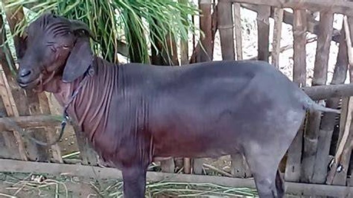 Hairless goat in my Anna home YouTube