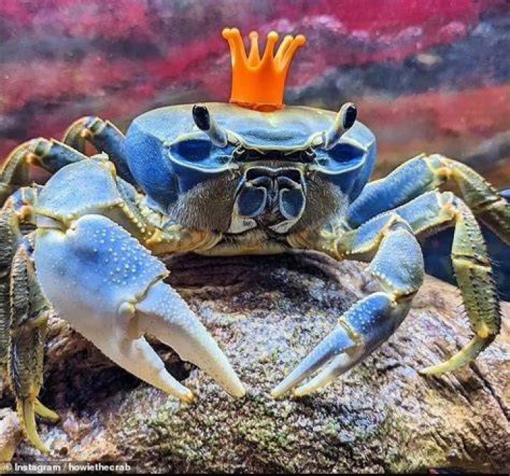 Howie the Crab My OBT