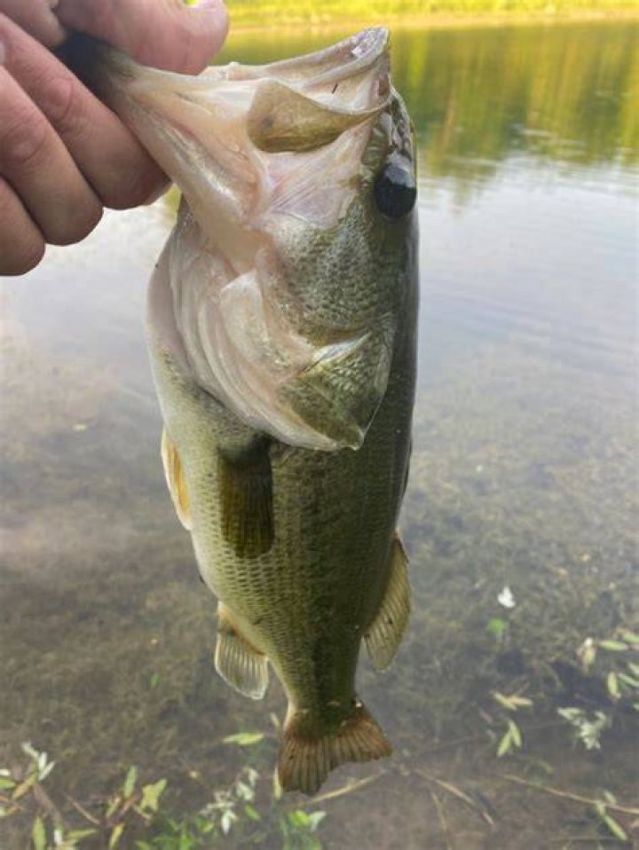 Pin on bass fishing