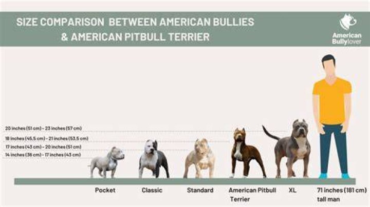 Pitbull Weight Height Ethnicity Hair Color Eye Color