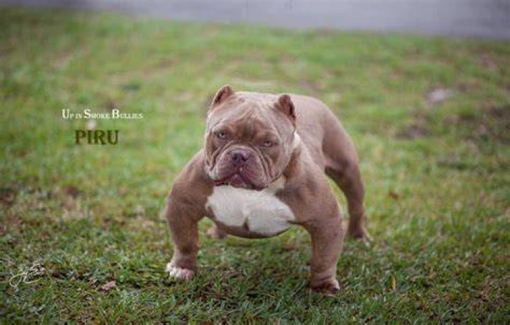 PR Savage Bullies Lexi Bully Pedigrees Dog By Kathryn Robinson
