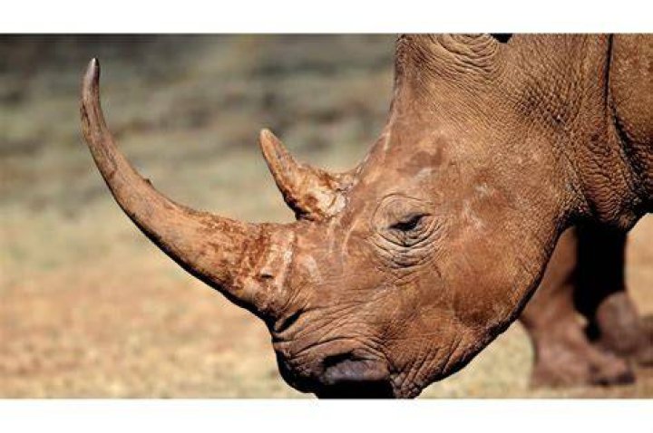 Rhino Horns Are Legal To Sell, South African Court Rules The TwoWay