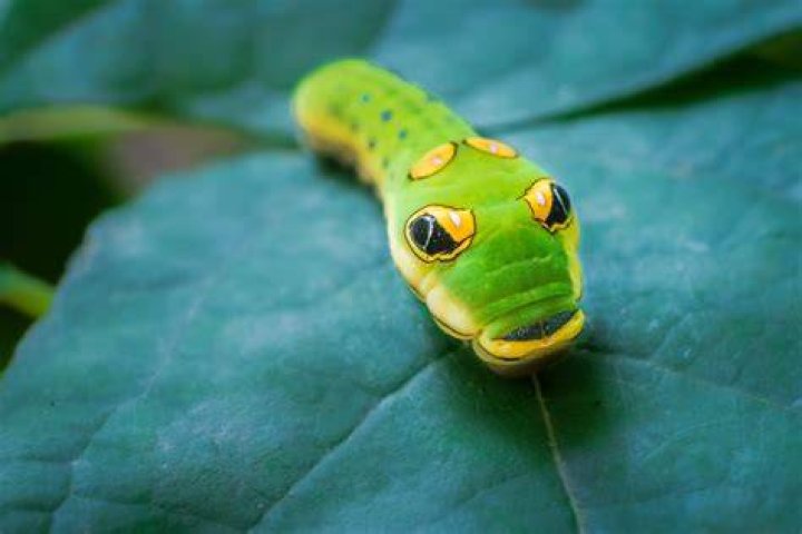 Spicebush Swallowtail Caterpillar WinCity Voices