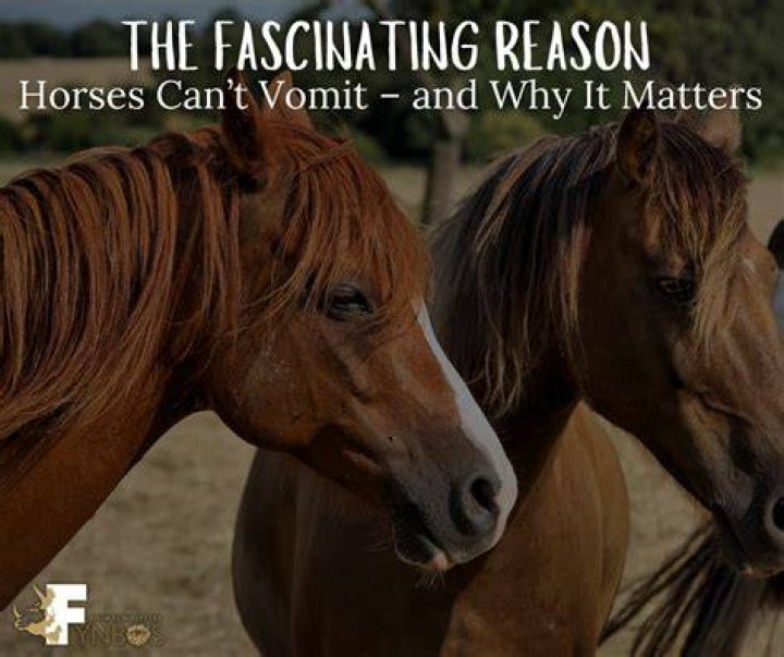 The Reason Why Horses Don't Have Horns? And If Some Do!