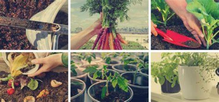 Una gu&iacute;a para cultivar la fresa perfecta iDescubre